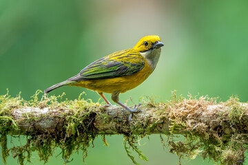 Vibrant Silver-Throated Tanager, Tangara icterocephala, Amidst Costa Rican Mossy Haven