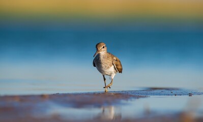 Common Sandpiper (Actitis hypoleucos) is a wetland bird that feeds on mollusks near lakes and streams. It is a common bird in Asia, Europe, Africa and Australia.
