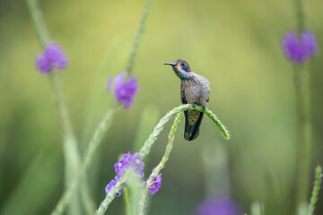 Stunning Brown Violetear, Colibri delphinae, on Vibrant Stachytarpheta Flower, Costa Rica