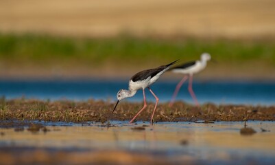 Common Sandpiper (Actitis hypoleucos) is a wetland bird that feeds on mollusks near lakes and streams. It is a common bird in Asia, Europe, Africa and Australia.