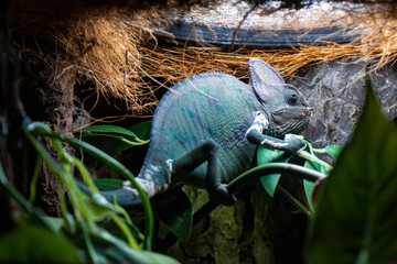 Chameleon under artificial light background.