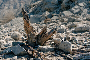 Dead tree trunk on rocks background.