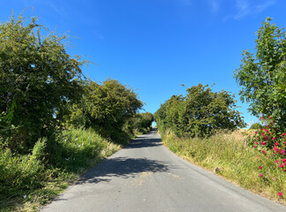 View up, Ned Lane, with wild plants, old trees, and grass, set against a vivid blue sky in, Tong, Bradford, UK
