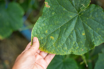 A gardener examines Cucumber leaves affected by the Cucumber Mosaic virus. Prevention and treatment...