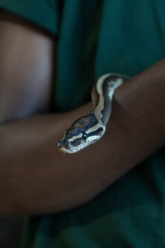 ball python on arm close up.