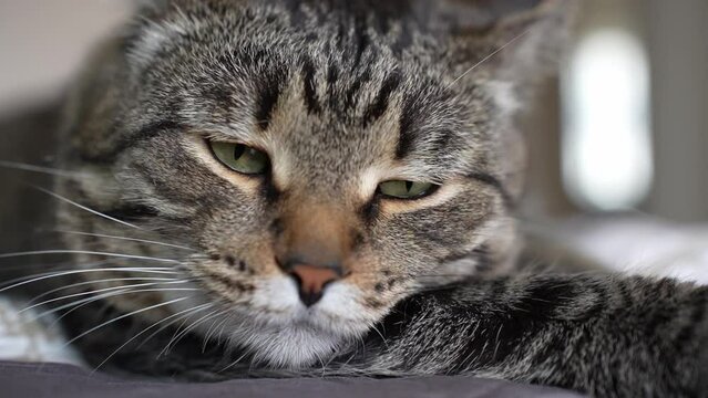 Sad, sleepy, tired from playing, lazy, sick, resting from hot weather cat. A sad look from a pet. Cute adorable cat. High quality 4k footage
