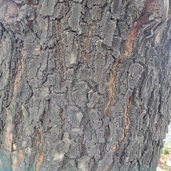 bark of a tree