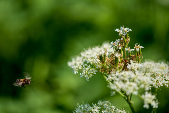 Valerian and bee. Valeriana officinalis, is a wild plant with white flowers.