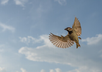 House sparrow turning mid-flight
