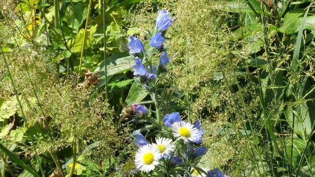 The bee collects nectar and pollen from wild flowers.