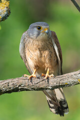 Common kestrel, European kestrel, Eurasian kestrel or Old World kestrel - Falco tinnunculus perched at green background. Photo from Kisújszállás in Hungary. Vertical.