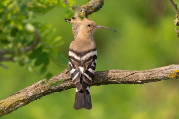 Eurasian hoopoe - Upupa epops perched at green background. Photo from Kisújszállás in Hungary. © PIOTR