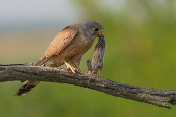 Common kestrel, European kestrel, Eurasian kestrel or Old World kestrel - Falco tinnunculus perched with mouse in beak at green background. Photo from Kisújszállás in Hungary.