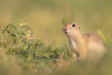 Naklejka na ściany i meble Cute funny animal. Ground squirrel. Green nature Background.