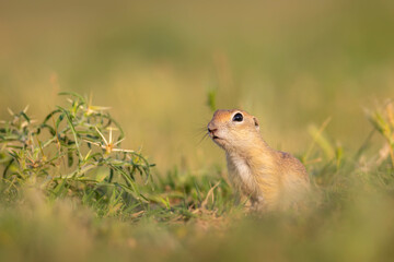 Cute funny animal. Ground squirrel. Green nature Background.