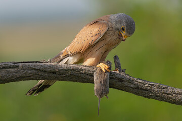Common kestrel, European kestrel, Eurasian kestrel or Old World kestrel - Falco tinnunculus perched with mouse in beak at green background. Photo from Kisújszállás in Hungary.