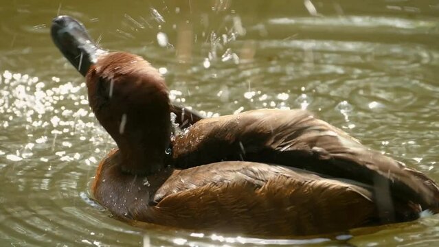 Ferruginous duck (Aythya nyroca) frantically bathing in a pond, close-up