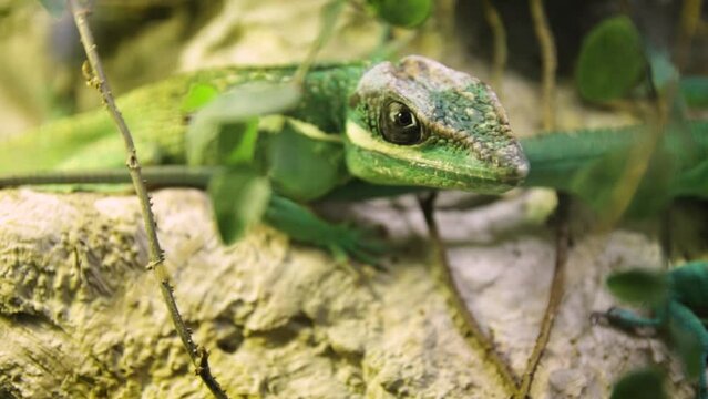 Male knight anole (Anolis equestris) on a rock