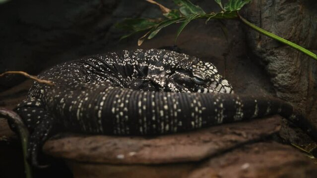 Argentine black and white tegu (Salvator merianae) resting