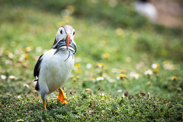Puffin with Sand Eels