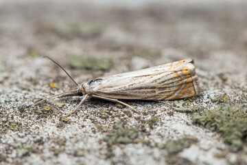Garden Grass-veneer moth (Chrysoteuchia culmella) sitting on a piece of old gray slate covered with lichen