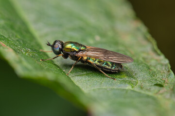 Adult female of Chloromyia formosa soldier fly sitting on a green leaf 