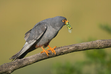 Red-footed falcon, western red-footed falcon - female perched with grasshopper- Tettigonia in beak at yellow background. Photo from Kisújszállás in Hungary.	