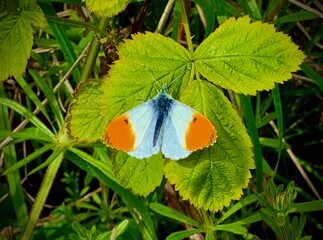 Butterfly on leaf