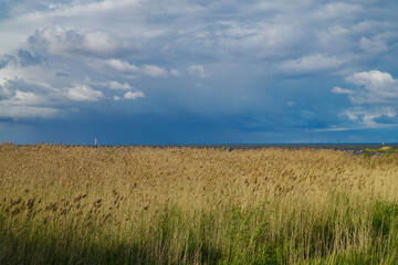 Reeds near the Gulf of Finland