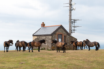 Naklejka na ściany i meble A herd of wild Exmoor ponies at the top of Countisbury hill in Exmoor National Park