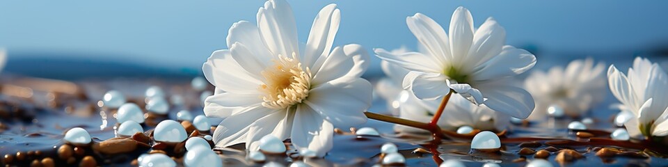 Harmony in Bloom: Cherry Blossoms on Water, Zen Scenery