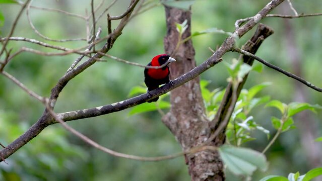 Crimson-collared Tanager, Ramphocelus sanguinolentus, in Slow Motion Flight from Perch, Costa Rica