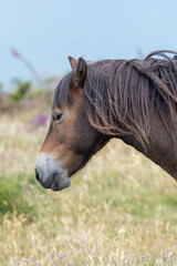 Head shot of an Exmoor pony in the wild