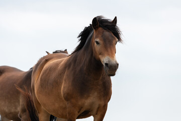 Obraz na płótnie Canvas Portrait of a wild Exmoor pony