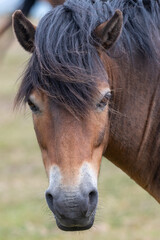 Naklejka na ściany i meble Head shot of a wild Exmoor pony