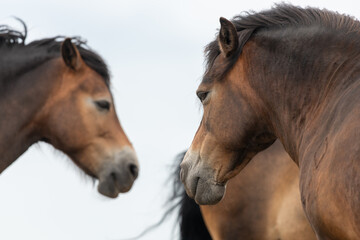 Head shot of an Exmoor pony