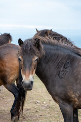 Obraz premium Close up of an Exmoor pony in the wild