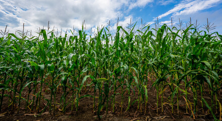 Manitoba Corn Field