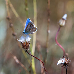 butterfly on a flower