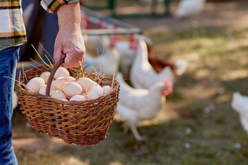 farmer holding goat with eggs in chicken eco farm, free range chicken farm © st.kolesnikov