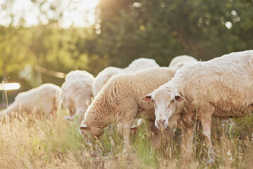 Obraz na płótnie Canvas a herd of sheep walks freely on a farm on a sunny day, eco farm concept