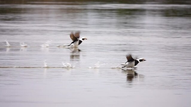 running on water and taking off long-tailed duck