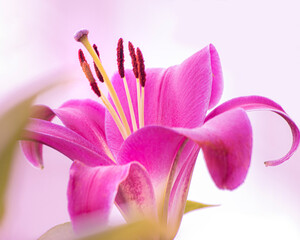 pink lily closeup