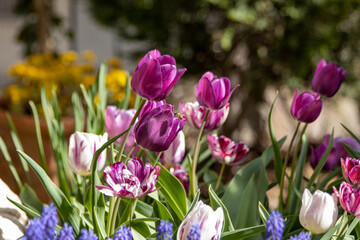 Tulip in the garden