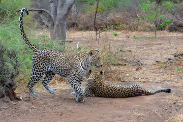 Leopard (Panthera Pardus). Young male leopard trying to steal food from his mother in Mashatu Game Reserve in the Tuli Block in Botswana 