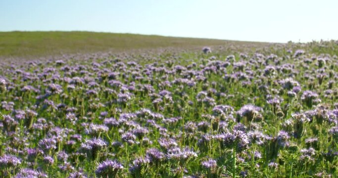 Phacelia field on a sunny day. A large field of purple phacelia on a sunny day.