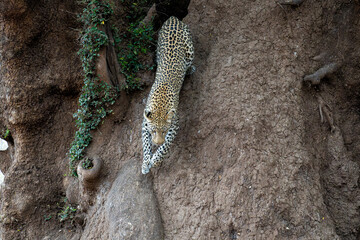 Leopard (Panthera Pardus). Young male leopard jumping out a big tree trying to steal food from his...