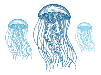Jellyfish. Marine life. Editable hand drawn illustration. Vector vintage engraving. Isolated on a white background. 8 EPS - 621381807