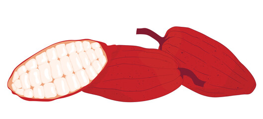 Cocoa fruits vector stock illustration. Isolated on a white background. Tropical plant, cooking, chocolate.