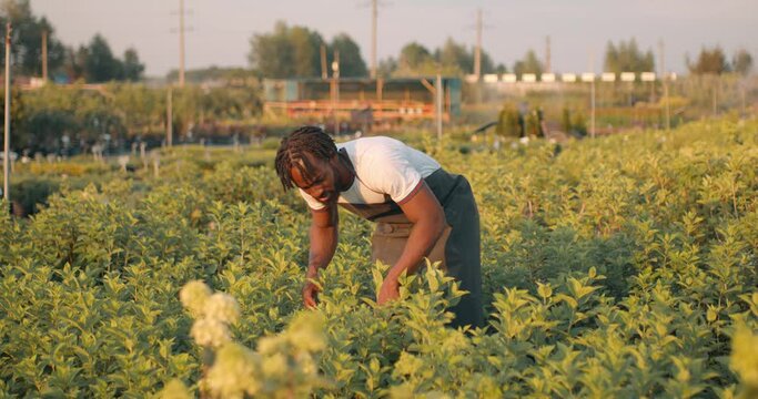 black hardworking male gardener pulls out weeds. A worker is cleaning the garden. Cleansing the soil from weeds. destruction of harmful grass. Slow motion